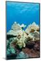 Commerson's Frogfish-Michele Westmorland-Mounted Photographic Print