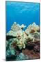 Commerson's Frogfish-Michele Westmorland-Mounted Photographic Print