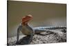 Common agama (red-headed rock agama) (rainbow agama) (Agama agama), male, Ruaha National Park, Tanz-James Hager-Stretched Canvas