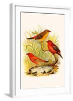 Common Amaduvade and African Fire Finch-F.w. Frohawk-Framed Art Print