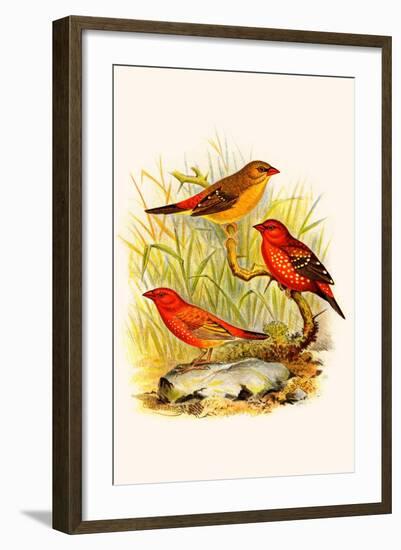 Common Amaduvade and African Fire Finch-F.w. Frohawk-Framed Art Print