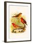 Common Amaduvade and African Fire Finch-F.w. Frohawk-Framed Art Print