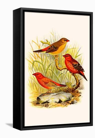 Common Amaduvade and African Fire Finch-F.w. Frohawk-Framed Stretched Canvas