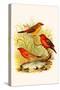Common Amaduvade and African Fire Finch-F.w. Frohawk-Stretched Canvas