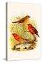 Common Amaduvade and African Fire Finch-F.w. Frohawk-Stretched Canvas