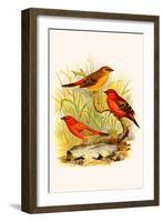 Common Amaduvade and African Fire Finch-F.w. Frohawk-Framed Art Print