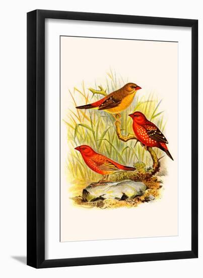 Common Amaduvade and African Fire Finch-F.w. Frohawk-Framed Art Print