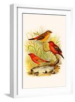 Common Amaduvade and African Fire Finch-F.w. Frohawk-Framed Art Print