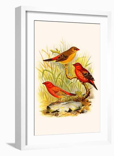 Common Amaduvade and African Fire Finch-F.w. Frohawk-Framed Art Print