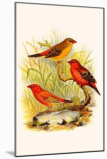Common Amaduvade and African Fire Finch-F.w. Frohawk-Mounted Art Print