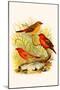 Common Amaduvade and African Fire Finch-F.w. Frohawk-Mounted Art Print