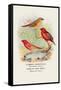 Common Amaduvale, American Fire Finch-Arthur G. Butler-Framed Stretched Canvas