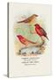 Common Amaduvale, American Fire Finch-Arthur G. Butler-Stretched Canvas