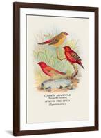 Common Amaduvale, American Fire Finch-Arthur G. Butler-Framed Art Print