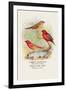 Common Amaduvale, American Fire Finch-Arthur G. Butler-Framed Art Print