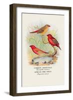 Common Amaduvale, American Fire Finch-Arthur G. Butler-Framed Art Print