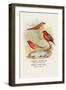 Common Amaduvale, American Fire Finch-Arthur G. Butler-Framed Art Print