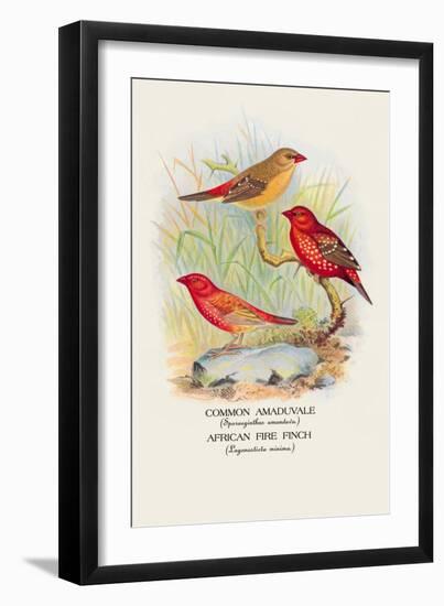 Common Amaduvale, American Fire Finch-Arthur G. Butler-Framed Art Print