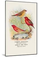 Common Amaduvale, American Fire Finch-Arthur G. Butler-Mounted Art Print