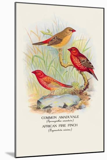 Common Amaduvale, American Fire Finch-Arthur G. Butler-Mounted Art Print