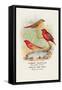 Common Amaduvale, American Fire Finch-Arthur G. Butler-Framed Stretched Canvas