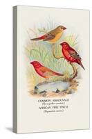 Common Amaduvale, American Fire Finch-Arthur G. Butler-Stretched Canvas