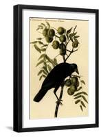 Common American Crow-John James Audubon-Framed Art Print