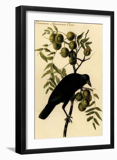 Common American Crow-John James Audubon-Framed Art Print