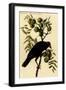 Common American Crow-John James Audubon-Framed Art Print