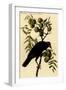 Common American Crow-John James Audubon-Framed Art Print