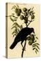 Common American Crow-John James Audubon-Stretched Canvas