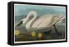 Common American Swan, 1838-John James Audubon-Framed Stretched Canvas