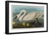 Common American Swan, 1838-John James Audubon-Framed Giclee Print