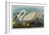 Common American Swan, 1838-John James Audubon-Framed Giclee Print