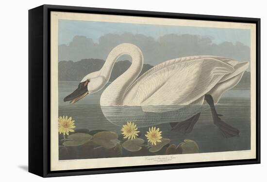 Common American Swan, 1838-John James Audubon-Framed Stretched Canvas