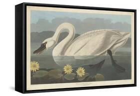 Common American Swan, 1838-John James Audubon-Framed Stretched Canvas