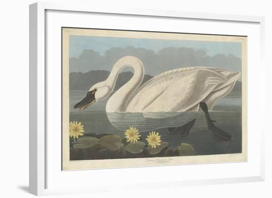 Common American Swan, 1838-John James Audubon-Framed Giclee Print