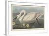 Common American Swan, 1838-John James Audubon-Framed Giclee Print