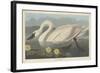 Common American Swan, 1838-John James Audubon-Framed Giclee Print