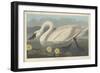 Common American Swan, 1838-John James Audubon-Framed Premium Giclee Print