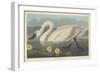 Common American Swan, 1838-John James Audubon-Framed Premium Giclee Print