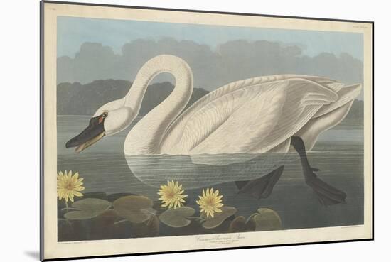 Common American Swan, 1838-John James Audubon-Mounted Premium Giclee Print