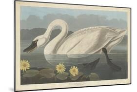 Common American Swan, 1838-John James Audubon-Mounted Premium Giclee Print