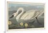 Common American Swan, 1838-John James Audubon-Framed Giclee Print