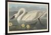 Common American Swan, 1838-John James Audubon-Framed Giclee Print