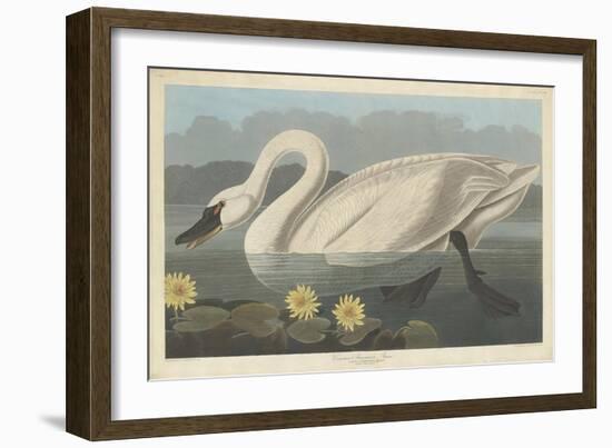 Common American Swan, 1838-John James Audubon-Framed Giclee Print