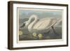 Common American Swan, 1838-John James Audubon-Framed Giclee Print