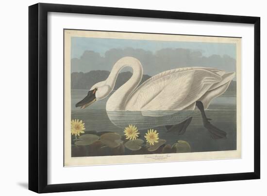 Common American Swan, 1838-John James Audubon-Framed Giclee Print