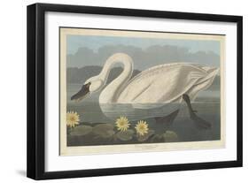 Common American Swan, 1838-John James Audubon-Framed Giclee Print