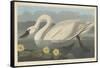 Common American Swan, 1838-John James Audubon-Framed Stretched Canvas